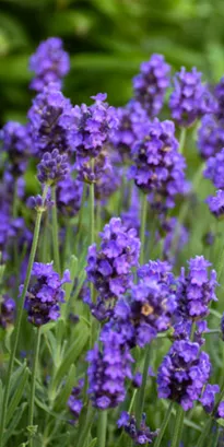 Flores de lavanda en un jardín, aroma floral y relajante.